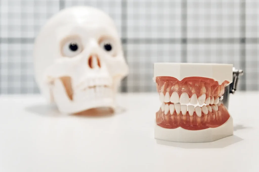 dental model